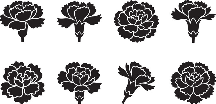 Detailed ruffle carnation heads and layered dianthus clove flowers