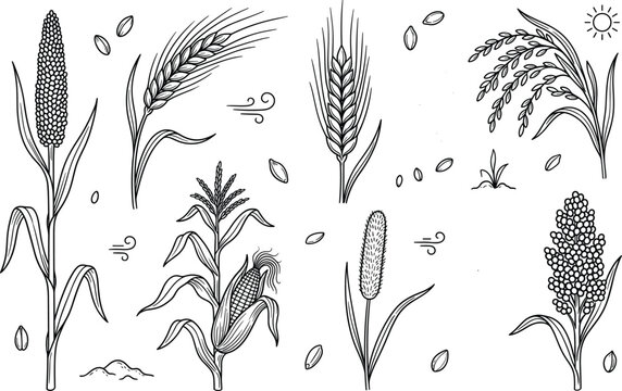 Agricultural cereal grains line art set featuring detailed wheat barley corn rice millet and sorghum vector