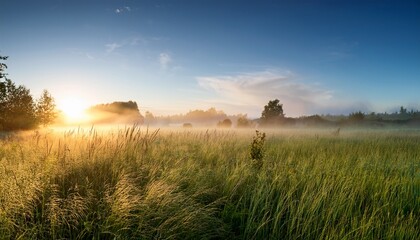 Fototapeta premium Morning In A Summer Field With Tall Grass And Mist