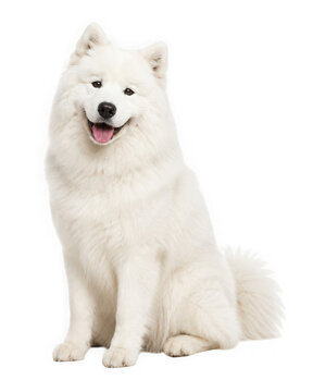 Happy fluffy samoyed dog sitting and looking at camera isolated on transparent background