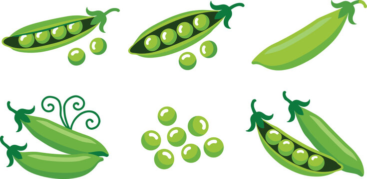 Green pea pods vector illustration collection featuring open shell cases fresh round seeds and curling tendrils for healthy organic cooking graphics