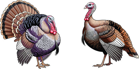 Turkey vector illustration set featuring detailed hand drawn tom and hen birds for Thanksgiving greeting cards and autumn harvest graphic design © IVY QUEEN