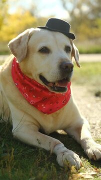Close-up profile of golden Labrador retriever in Halloween hat and red bandana