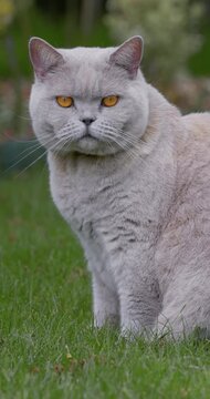 Scottish straight cat sitting on lawn with intense eyes in natural garden