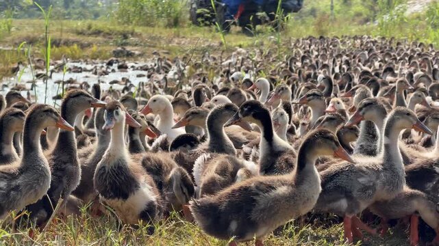 Numerous domestic ducks gather closely while feeding on scattered grain across open ground near rural vegetation along the field edge. Duck farming.