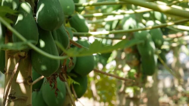Green papaya fruits growing on a tree in a tropical plantation with sunlight and leafy background. Fruit plantation.