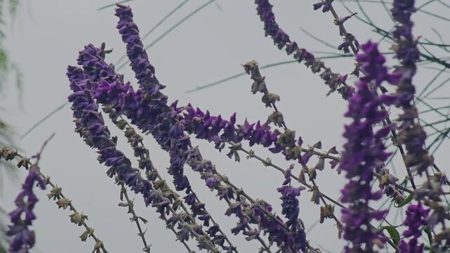 Flores de salvia violeta movi&eacute;ndose con el viento de cerca