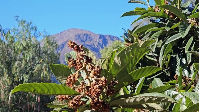 Ramas de n&iacute;spero bajo el sol con monta&ntilde;as al fondo