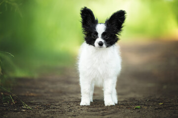 Fototapeta premium cute papillon puppy standing outdoors in summer