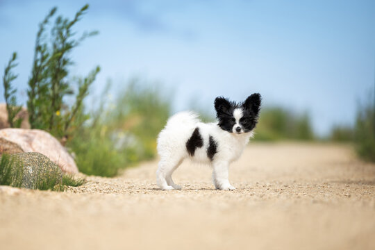 cute papillon puppy standing outdoors