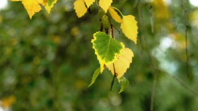 Yellow birch leaves hang against soft green forest background. Foliage glows in autumn sunlight. Branches sway in natural breeze