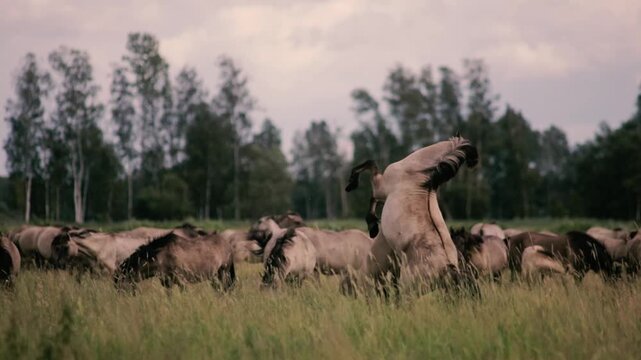 Wild tarpan horses fighting in a herd. Aggressive horse behavior.