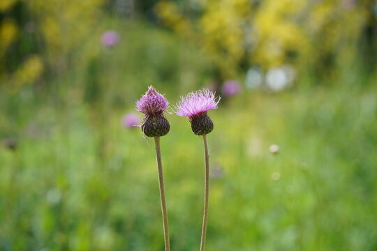 Zwei bl&uuml;hende Graue Kratzdisteln (Cirsium canum) auf einer Wiese im Sommer bei Sonnenschein