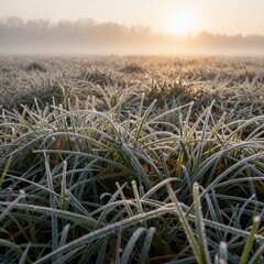 Fototapeta premium Dew covered grass field at sunrise background