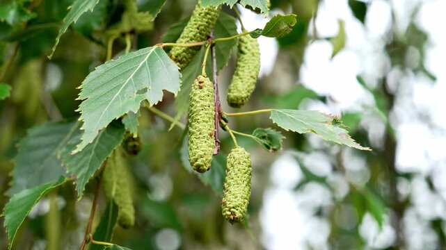 Green silver birch catkins hanging from slender branches surrounded by summer foliage. Betula pendula plant in woodland ecosystem
