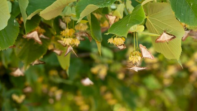 Close-Up of Box Tree Moth (Cydalima perspectalis) Feeding on Tree Blossoms
