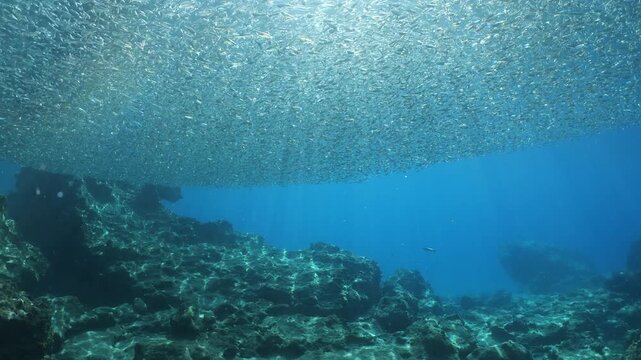 underwater scenery blue water fish school ocean scenery mediterranean sea habitat