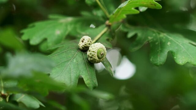 Close-up of two tiny immature oak acorns growing among lush green leaves on forest tree branch