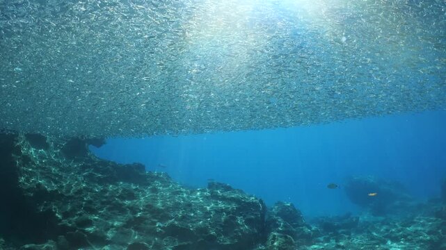 underwater scenery blue water fish school ocean scenery mediterranean sea habitat