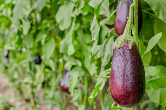 Ripe eggplants hanging on plants in greenhouse cultivation