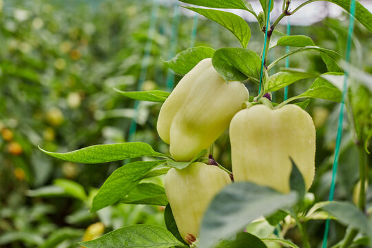 Fresh yellow bell peppers on healthy plant, greenhouse vegetable production