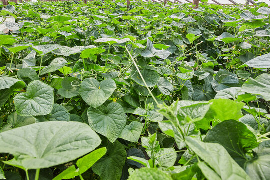 Healthy cucumber crop growing inside greenhouse