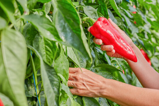 Hand harvesting ripe red bell pepper in greenhouse, fresh organic vegetable cultivation