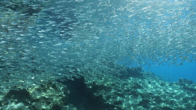 underwater scenery blue water fish school ocean scenery mediterranean sea habitat