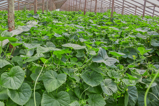 Large cucumber greenhouse with thriving plants