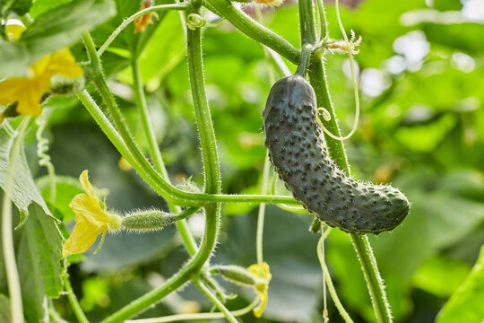 Curved cucumber growing on healthy vine