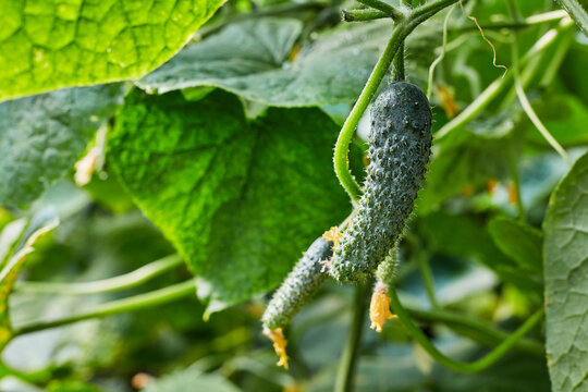 Fresh cucumbers growing on vine in greenhouse