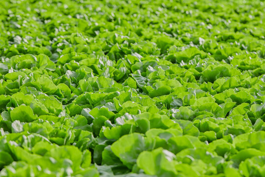Rows of fresh green lettuce plants growing in greenhouse cultivation