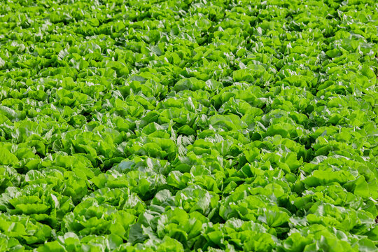 Wide view of healthy lettuce crop growing in commercial greenhouse