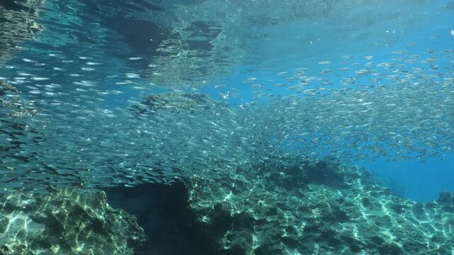 underwater scenery blue water fish school ocean scenery mediterranean sea habitat