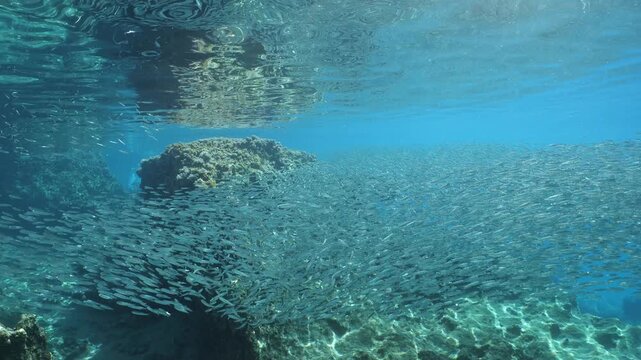 underwater scenery blue water fish school ocean scenery mediterranean sea habitat