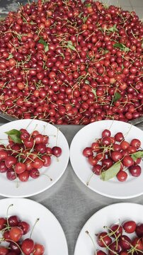 Serving a delicious plate full of fresh juicy red cherries