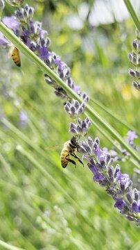 Honey bees flying and landing on blooming purple lavender flowers