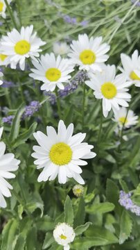 Beautiful Large Daisy-Like Flower in Garden Landscape