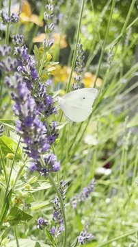 Macro Shot: White Butterfly Resting on Blooming Lavender and Taking Off