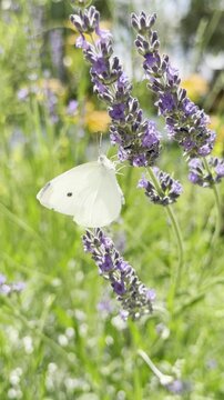 Close-up of a White Butterfly on Purple Lavender Flowers then Flying Away