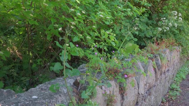 Wildflowers Sway Beside Weathered Stone Wall in Irish Countryside