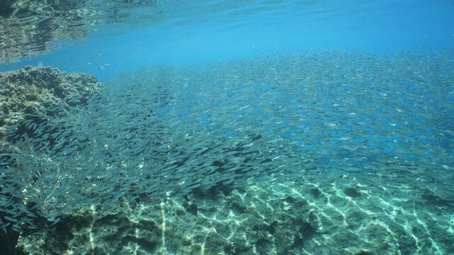 underwater scenery blue water fish school ocean scenery mediterranean sea habitat