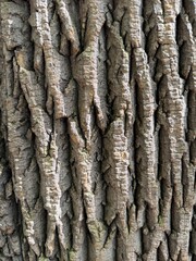 Naklejka premium Close-up of rugged tree bark texture with natural cracked wood pattern