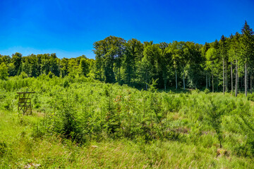 Fototapeta premium Wiederaufforstung im Mischwald im Sommer