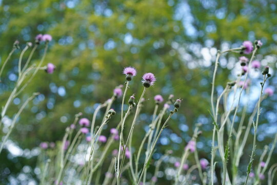 Bl&uuml;hende Ungarische Kratzdisteln (Cirsium pannonicum) aus der Froschperspektive vor gr&uuml;nem Baumhintergrund im Sommer