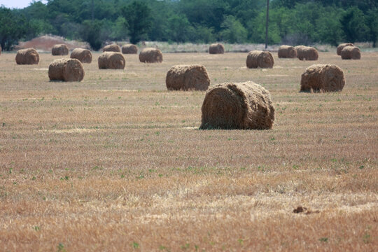 Rolled hay bales in a dry agricultural field