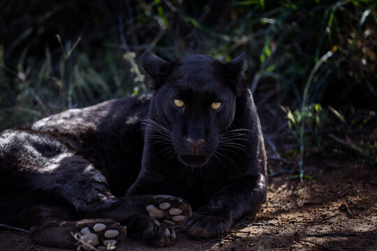 Giza, the Black Leopard