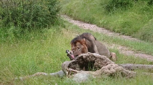 African lion male black mane eating on giraffe carcass under the rain in Greater Kruger National park, South Africa ; Specie Panthera leo family of Felidae