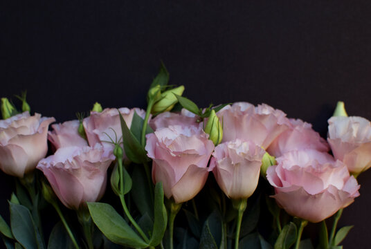 Beautiful pink eustoma flowers (lisianthus) in full bloom with buds leaves. Bouquet of flowers on black background. Copy space