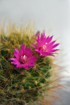 Rose Pincushion cactus with two pink flowers closeup